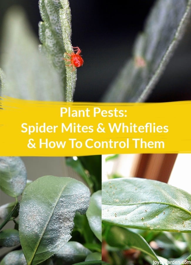 Cách kiểm soát côn trùng trên cây trồn: Spider Mite & Whitefly