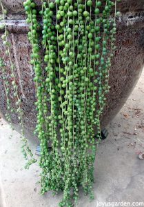 Chăm sóc và nhân giống cây Chuỗi Ngọc Trai (String of Pearls)