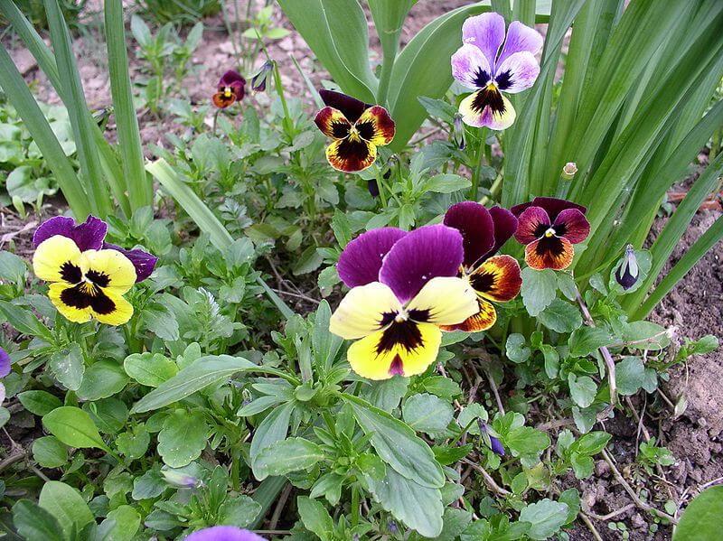 4 - Pansy (Hoa Păng xê) - Viola tricolor var. hortensis