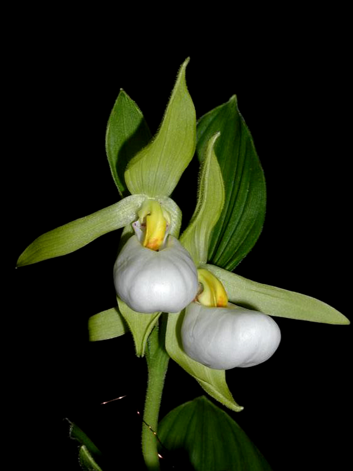 Lan Hài (Slipper Orchids): Giống Cypridedium (Phần 9)