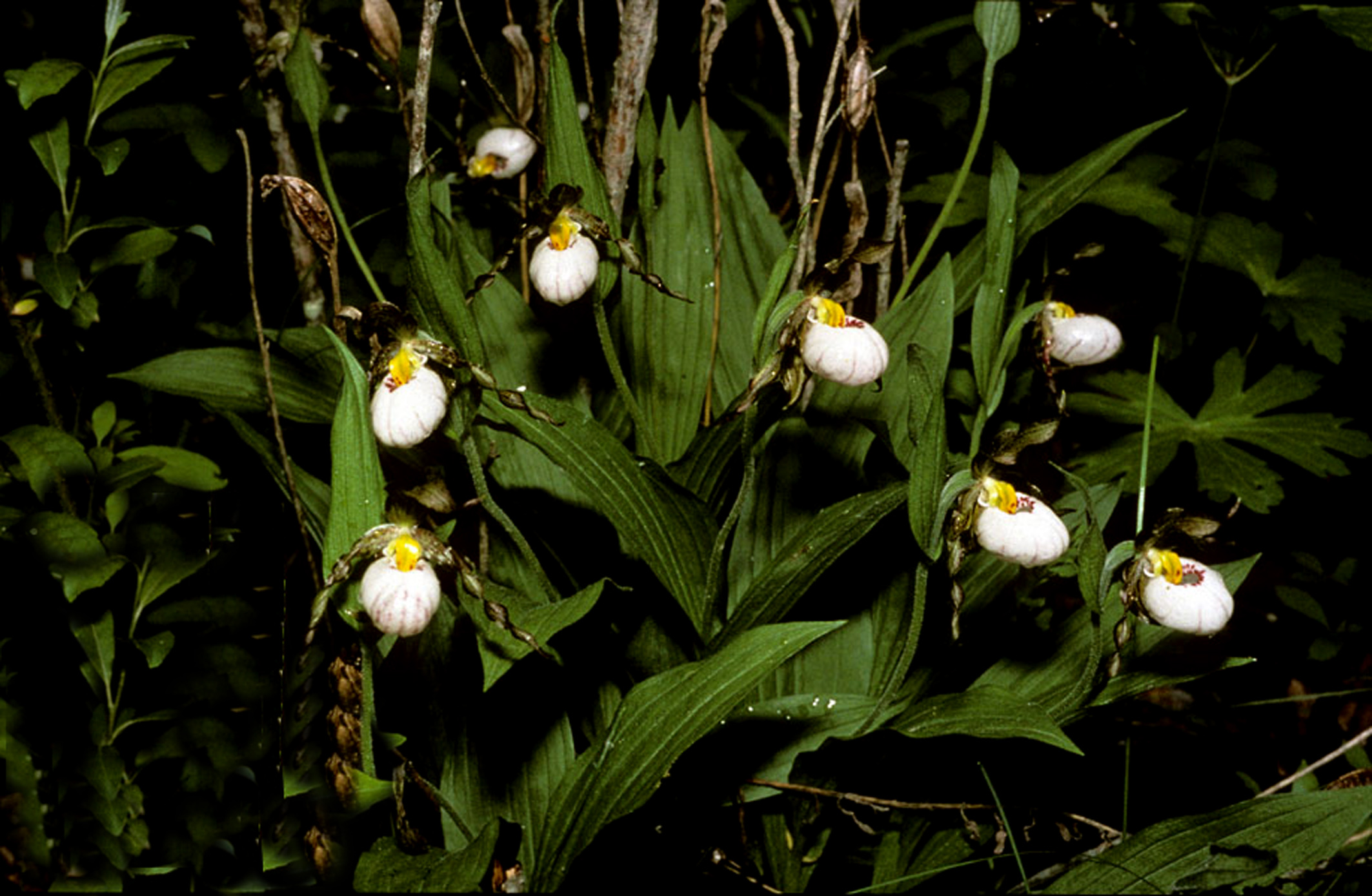 Lan Hài (Slipper Orchids) – Giống Cypripedium (Phần 8)