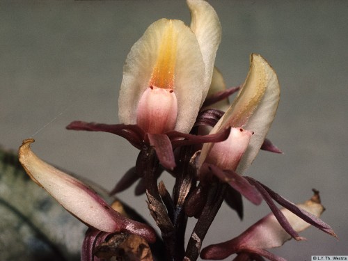 Mô tả và cách trồng Hoa Lan Nephelaphyllum