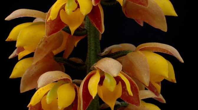 Mô tả và cách trồng Hoa Lan Lueddemannia