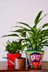 Những mẹo khi chăm sóc cây trồng trong nhà (Houseplants) khi mùa đồng đến