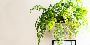 Cách trồng và chăm sóc cây Dương Xỉ Tóc Thần Vệ Nữ (Maidenhair ferns)