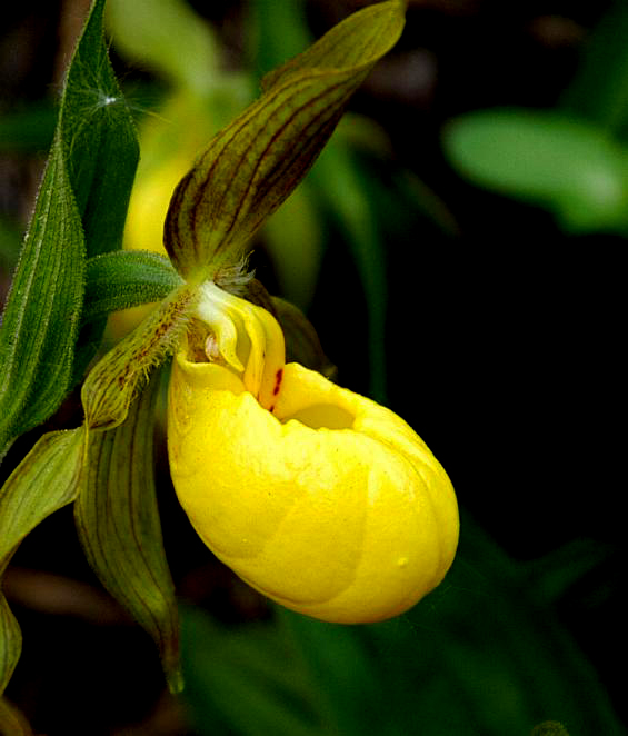Lan Hài (Slipper Orchids) – Giống Cypripedium (phần 6)