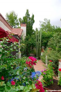 Những chia sẻ của tôi về kế hoạch thiết kế lại khu vườn tại vùng sa mạc này