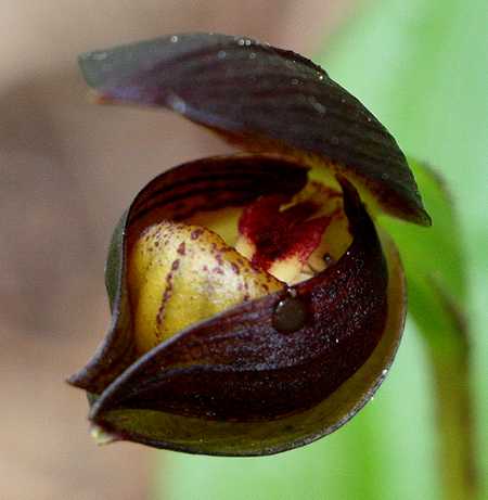 Lan Hài (Slipper Orchids) – Giống Cypripedium (phần 5)