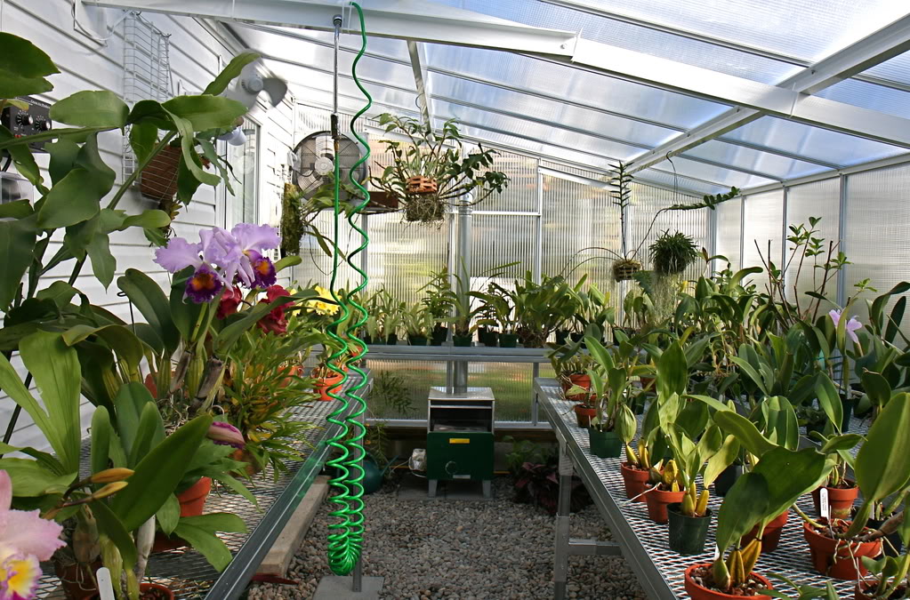 Việc chiếu sáng bổ sung cho lan Cattleya, Dendrobium và Oncidium