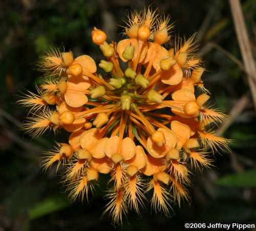 Mô tả và cách trồng Hoa Lan Platanthera.
