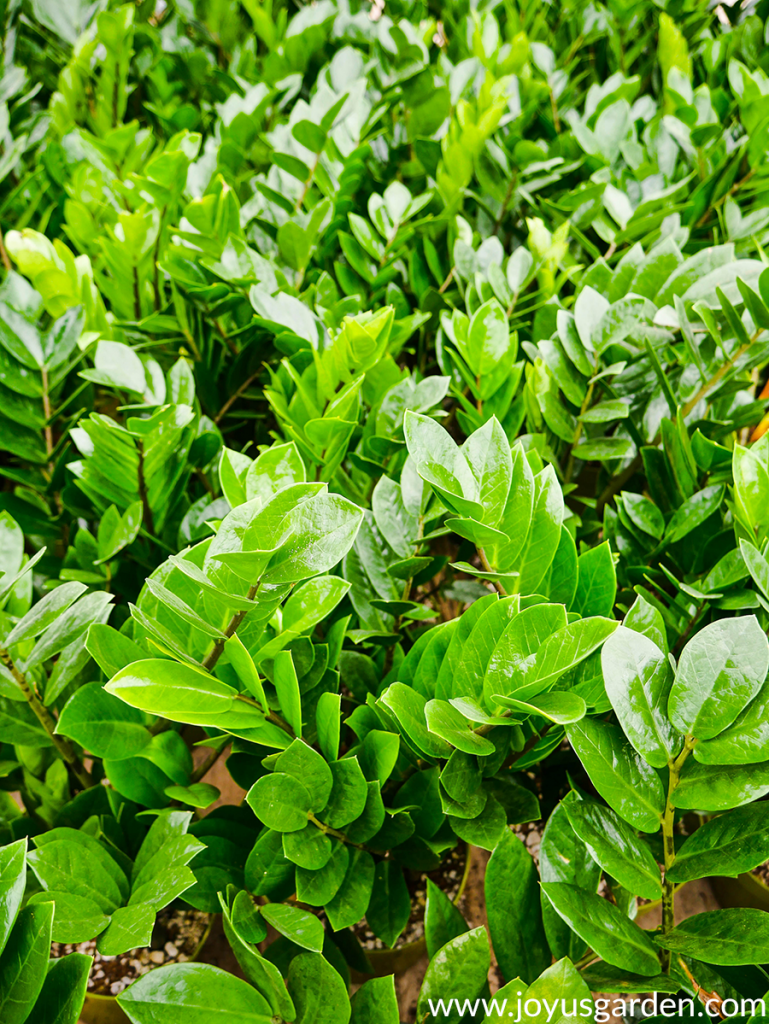 Các mẹo chăm sóc cây Kim Tiền (ZZ Plant, Zamioculcas zamiifolia)