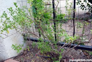 Cắt tỉa để làm trẻ hóa cây Salvia Greggii ( Xô Thơm) của tôi