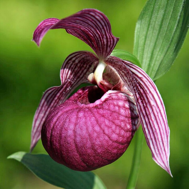 Lan Hài (Slipper Orchids) – Giống Cypripedium (phần 4)