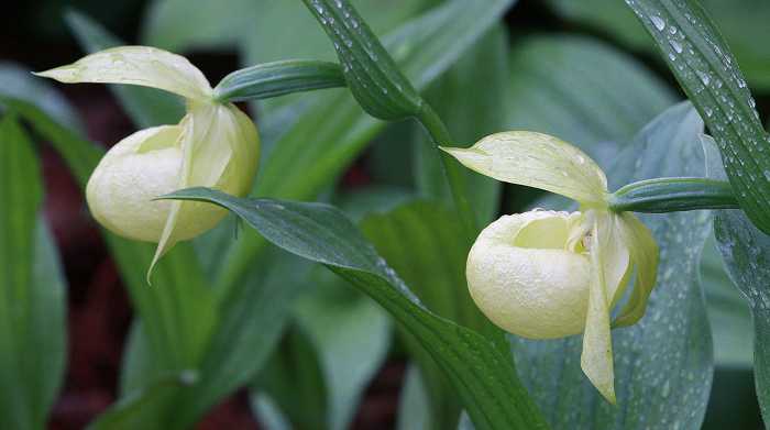 Lan Hài (Slipper Orchids) – Giống Cypripedium (phần 3)