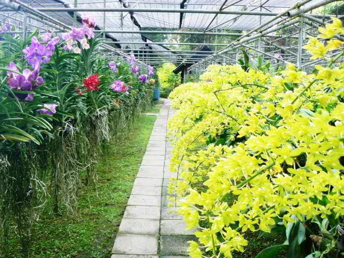 Tình hình sản xuất và tiêu thụ lan Cattleya, Dendrobium, Oncidium trên thế giới và ở Việt Nam