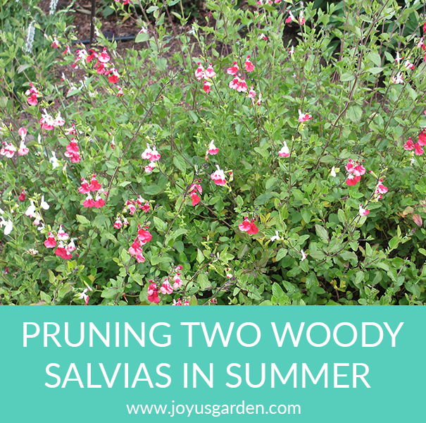 Tỉa 2 cây Salvias (Xô Thơm) thân gỗ vào mùa hè