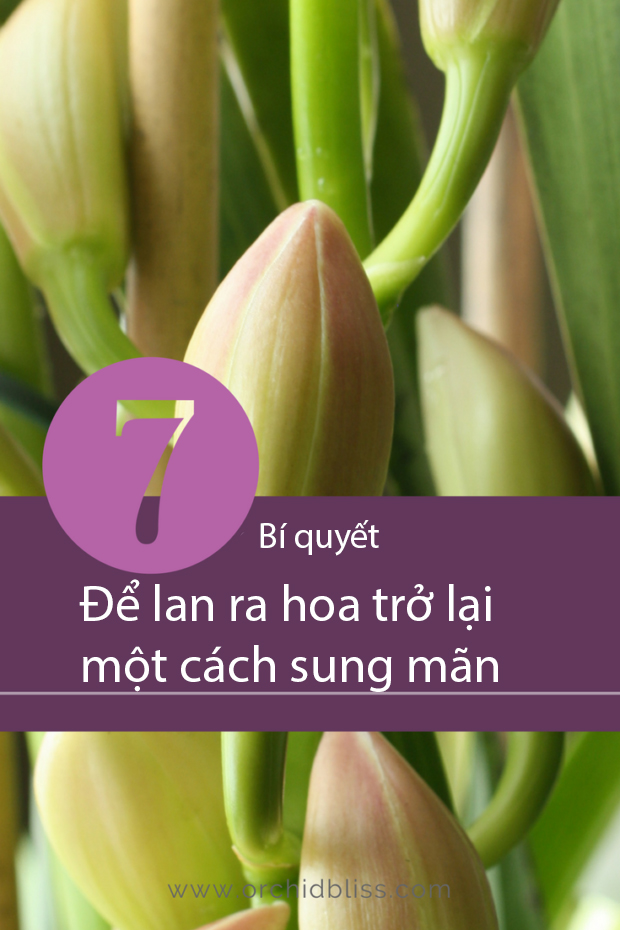 7 điều cốt yếu làm cho Lan ra hoa trở lại