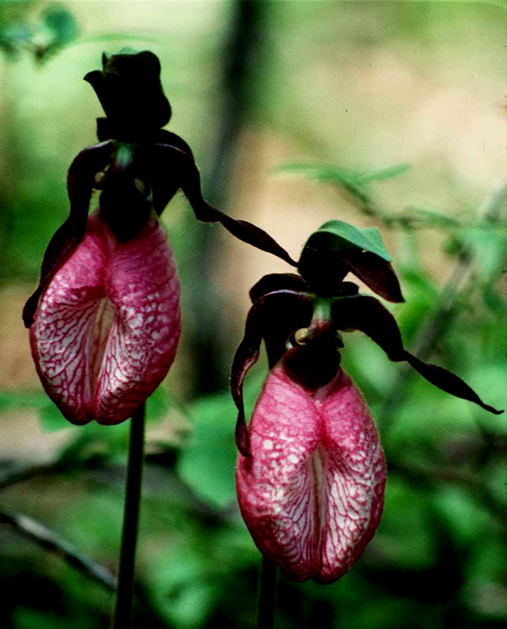 Lan Hài (Slipper Orchids) – Giống Cypripedium (phần 2)