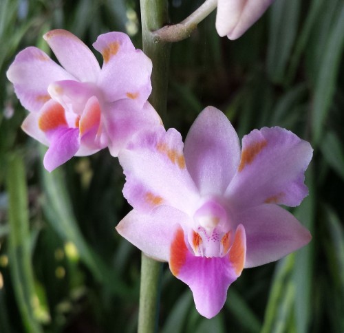 Mô tả và cách trồng Hoa Lan Hồ Điệp – Phalaenopsis