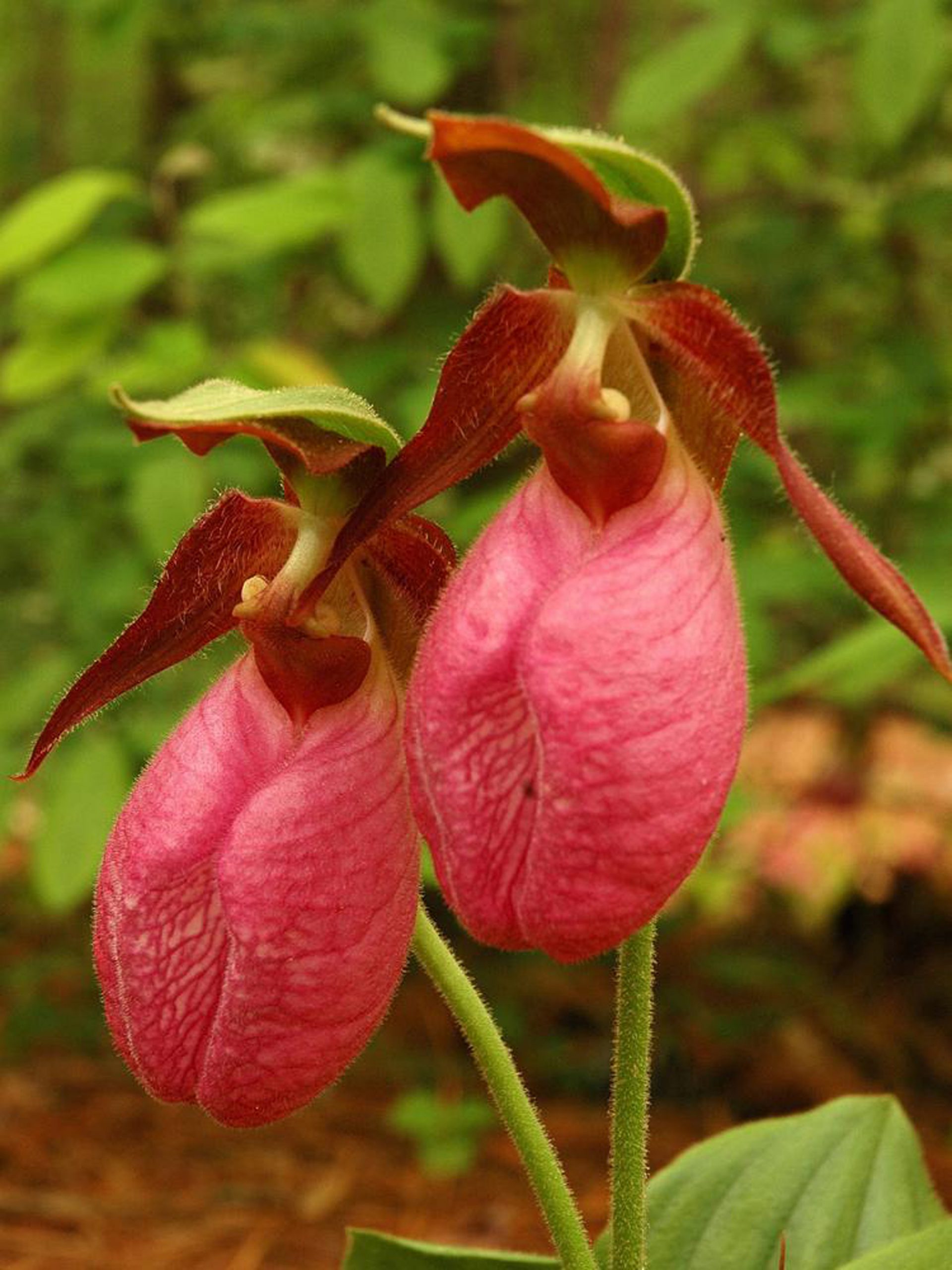 Lan Hài (Slipper Orchids) – Những điều kiện về môi trường (Tưới nước)