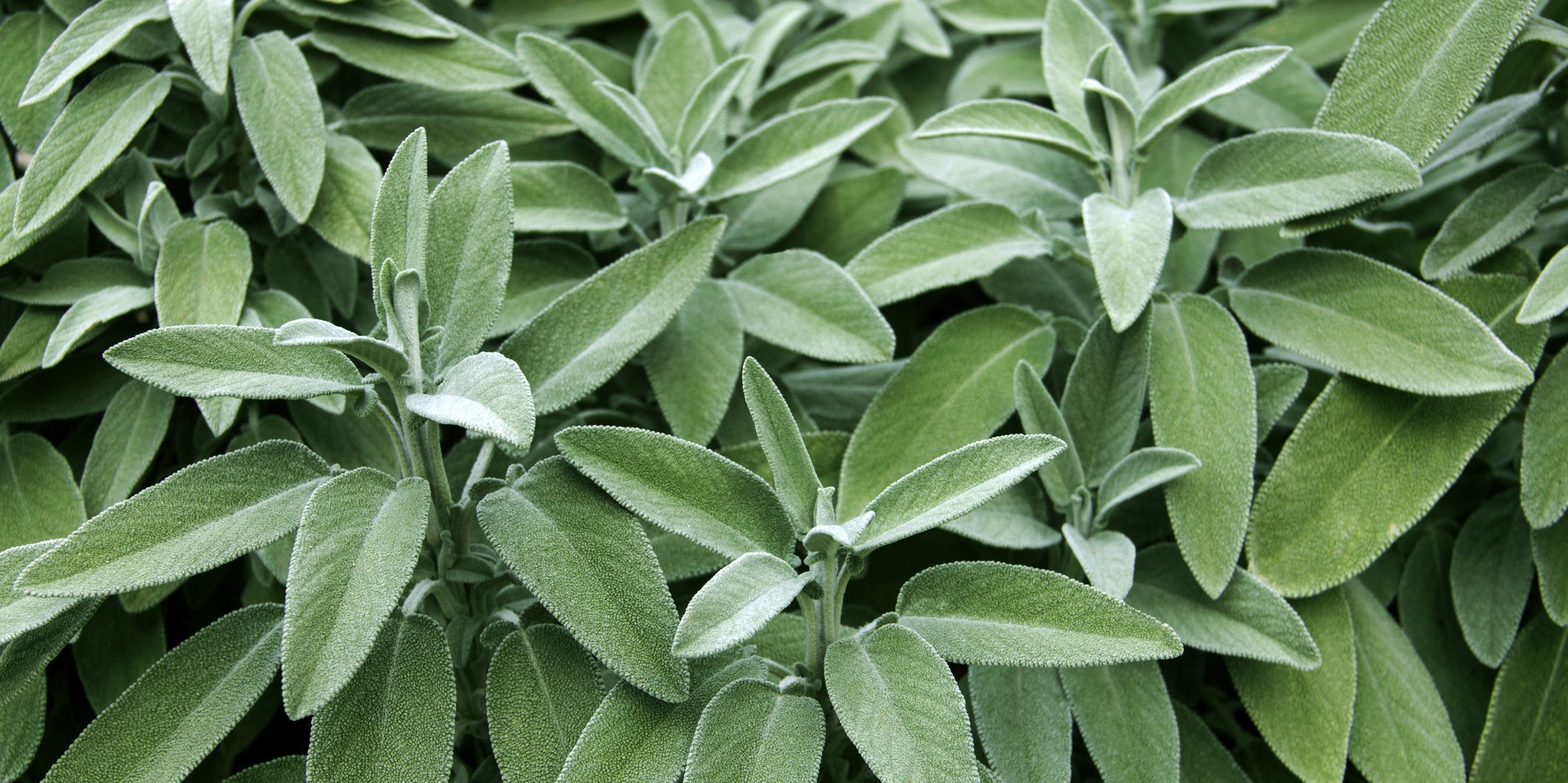 Cách trồng và chăm sóc cây Xô Thơm (Sage, Salvia officinalis)