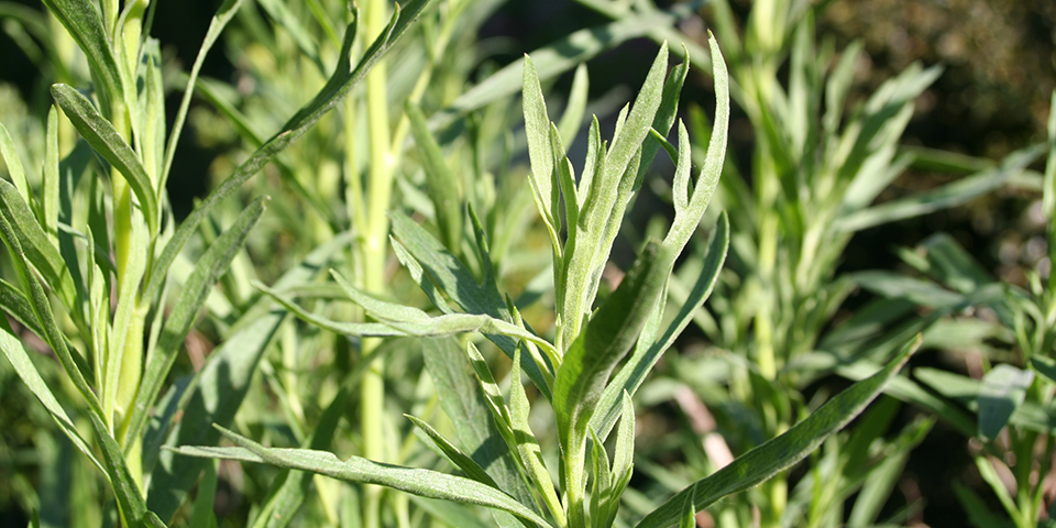 Cách trồng và chăm sóc cây Ngải Giấm (Artemisia dracunculus)