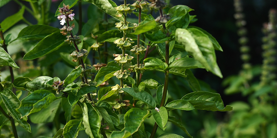 Cách trồng và chăm sóc Húng Quế Thái Lan (Ocimum basilicum var. Thyrsiflora)