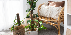 Cách trồng và nhân giống cây Trầu Bà (Devil’s Ivy, chi Epipremnum)