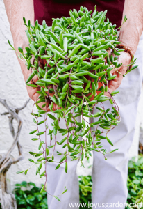 7 loại cây mọng nước dạng rủ đáng yêu