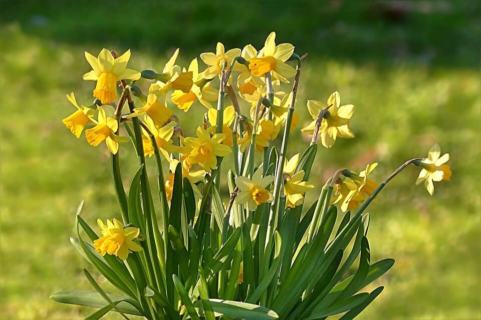 Daffodil (Narcissus pseudo) - Thuỷ Tiên Vàng
