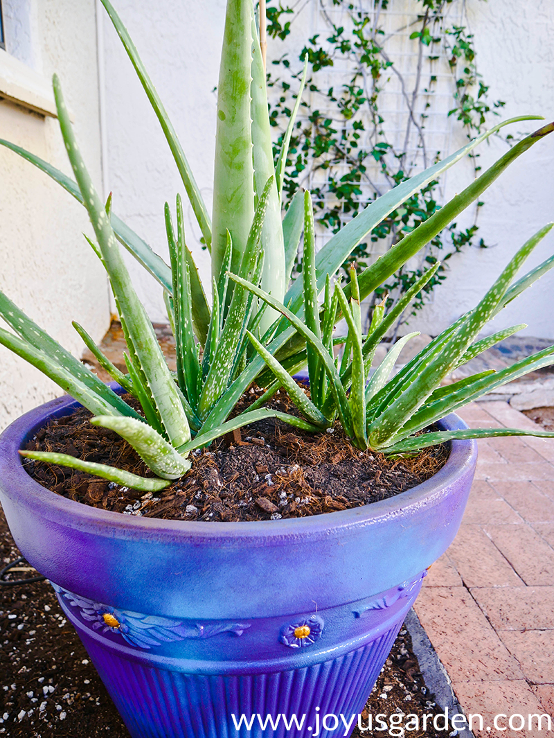 Trồng cây Nha Đam (Aloe vera) trong thùng chứa và hỗn hợp nên dùng