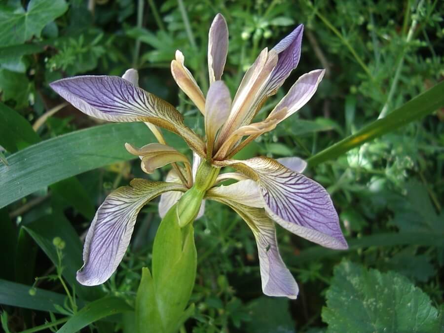 7 - Hoa Diên Vĩ - Iris - Iris foetidissima