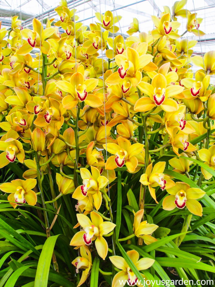 Sắc đẹp tuyệt hảo của Lan Chi Kiếm (Cymbidium Orchids)