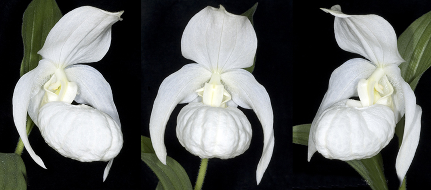 Lan Hài (Slipper Orchids) – Những điều kiện về môi trường