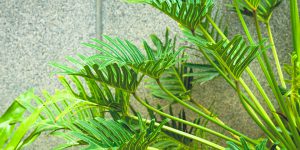 Khám phá 13 loại cây tốt nhất trồng trong nhà