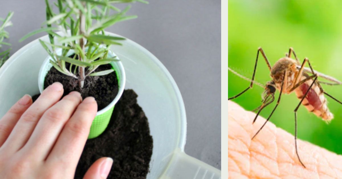 10 loài cây nên trồng sau nhà để đuổi Muỗi