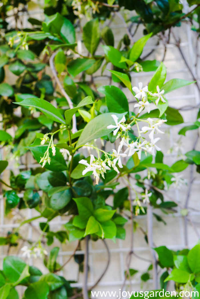 Cắt tỉa cây Confederate jasmine, star jasmine (Trachelospermum jasminoides) bị cháy nắng và ảnh hưởng bởi nhiệt độ: Khi nào và cắt tỉa như thế nào?