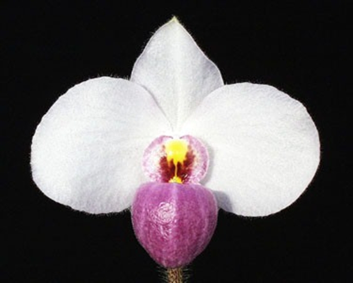 Lan Hài (Slipper Orchids) – Nuôi trồng