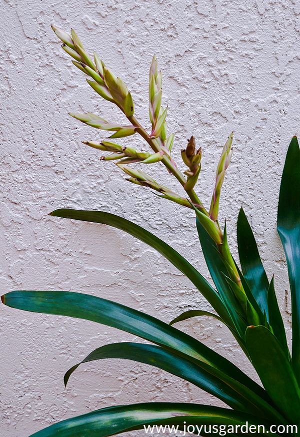 Khi hoa của Dứa Cảnh (Bromeliad) dần tàn: Khi nào nên cắt tỉa và cách làm