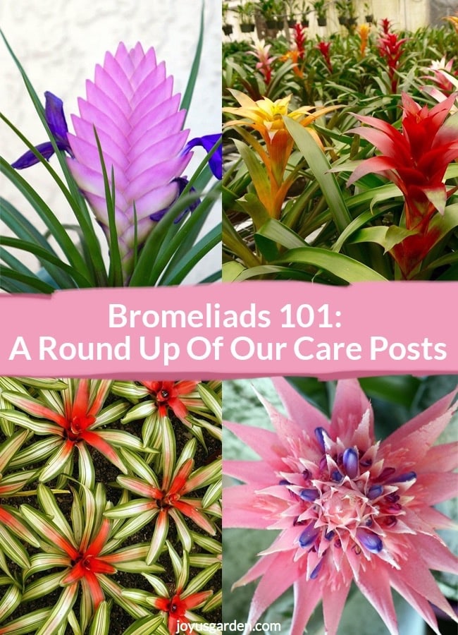 Tổng hợp về cây Dứa Cảnh (Bromeliads)