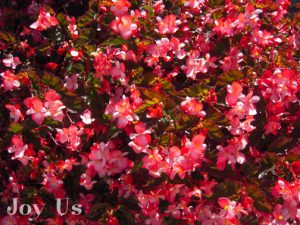 Hoa Thu Hải Đường Begonia Richmondensis