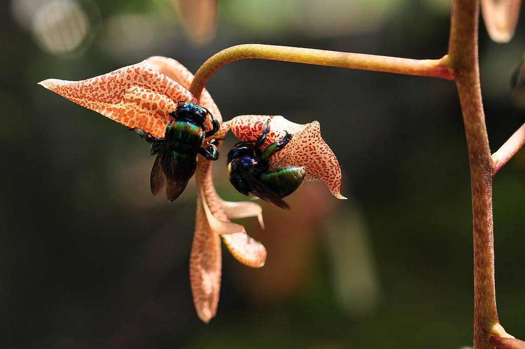 Mọc gần gốc một thân cây lớn, lan Gongora Bufonia sẽ là một cảnh tượng tuyệt vời để cho chúng ta ngắm khi cành hoa của nó nở ra, lôi cuốn nhiều bầy ong đến thụ phấn cho nó.