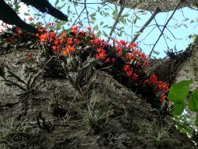 Những bông hoa đỏ thắm của giống lan cộng sinh Sophronitis Coccinea chiếu sáng như những viên ngọc rực rỡ trên thân cây ở bờ vực các khu rừng dọc theo bờ biển Brazil, nơi mà chúng có thể bị mây mù che phủ nhiều ngày trong mỗi đợt