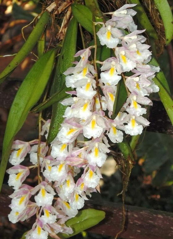 Giống lan cộng sinh xinh đẹp Rodriguezia Bracteata từ Brazil sinh trường mạnh mẽ trên các cây ăn trái, nơi mà những chùm hoa trắng treo rủ xuống giống như tuyết đầu xuân.