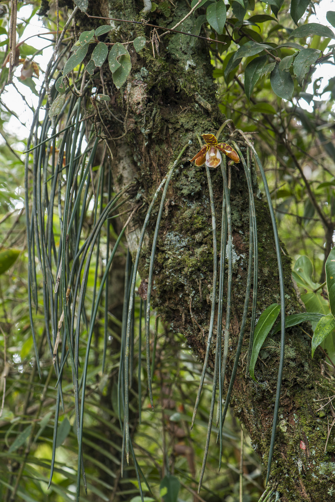 Thật thú vị khi nhìn giống lan cộng sinh quyến rũ Scuticaria Hadwenii mọc cao trên một thân cao với những chiếc lá hình ống dài treo rủ xuống. Nó thường ngụy trang rất tốt ở giữa những đám cây rừng khác.