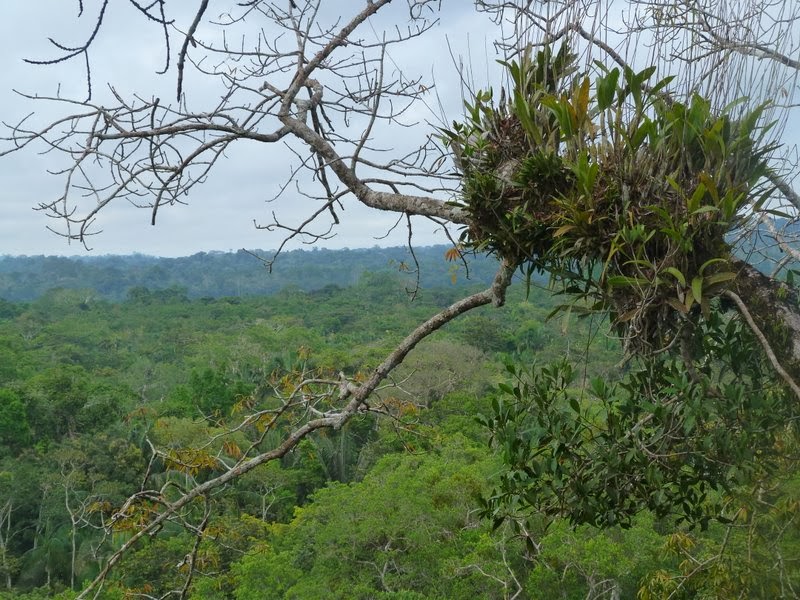 Từ trên bờ vực nhìn xuống các thung lũng sâu và sum suê cây cối, những cây Lan cộng sinh bám vào các cành cây chìa ra ngoái. Điều kiện khí có thể khó phù hợp, giống lan này phải đấu tranh sinh tồn với những cơn gió mạnh, mưa rào và nhiệt độ thấp của mùa ở Brazil
