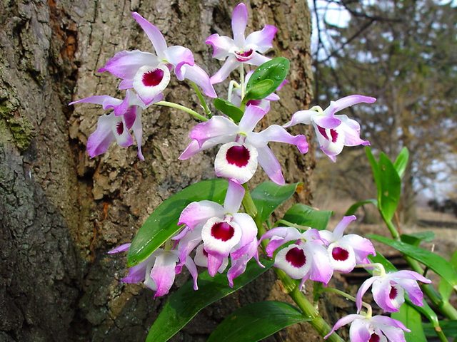 Trong nhiều vùng ôn đới trên thế giới, hoa Lan Dendrobium Nobile, một giống hoa Lan có xuất xứ từ vùng Himalaya, có thể sinh trưởng tốt ngoài vườn, treo mình trên những thân cây như những chiếc giỏ. Tuy nhiên nhiệt độ ban đêm cần phải xuống khá thấp để cho chúng có điều kiện ra hoa nhiều.