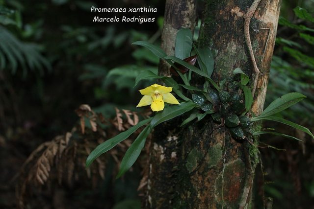 Cây hoa Lan Promenaea Xanthina có hoa vàng xinh đẹp này đã được đem trồng vào thân cây tại Brazil, nơi mà nó sinh trưởng tự nhiên trên phần thân dưới của cây chủ, trong những khu rừng mưa ẩm ướt ở vùng đất cao thường xuyên có mây bao phủ.