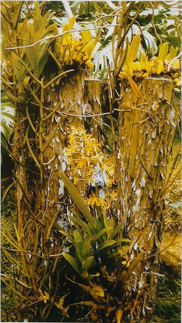 Ở đây chúng ta có thể thấy 3 loài hoa Lan nhiệt đới cùng sống chung với nhau trên một gốc cây trong khu vườn ở Brazil. Một cây hoa Lan Encyclia Oncidioides bản xứ đang nở hoa dưới một cây hoa Lan Bulbophyllum và một cây Vanda có lá cao hình ống bên trái.
