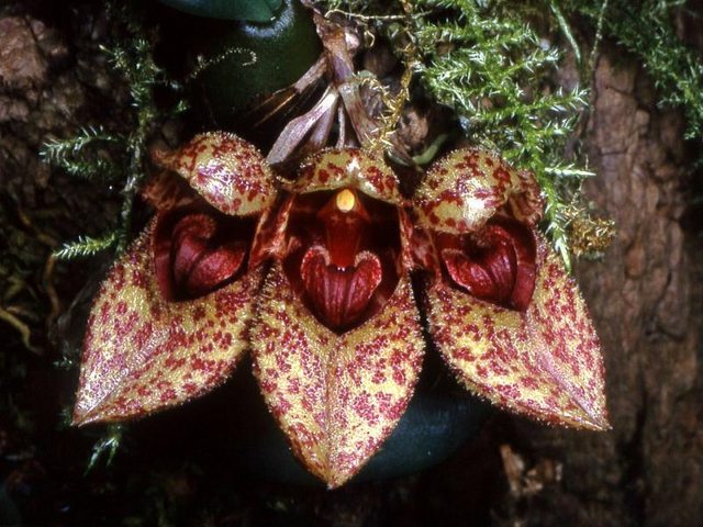 hoa Lan Bulbophyllum Frostii đôi khi được gọi là “hoa Lan guốc” vì hoa của nó giống như đôi guốc đi ở chân. Những đài hoa phía dưới hợp nhau lại thành một chiếc hài giống như cái túi, trong khi cánh và môi hoa hầu như được che khuất bên trong bông hoa.